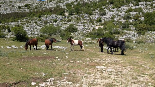 Day 54 — Ploce